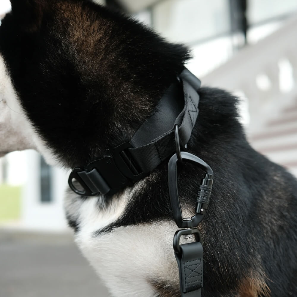 Lambwolf AVA Martingale Quick-Release Collar