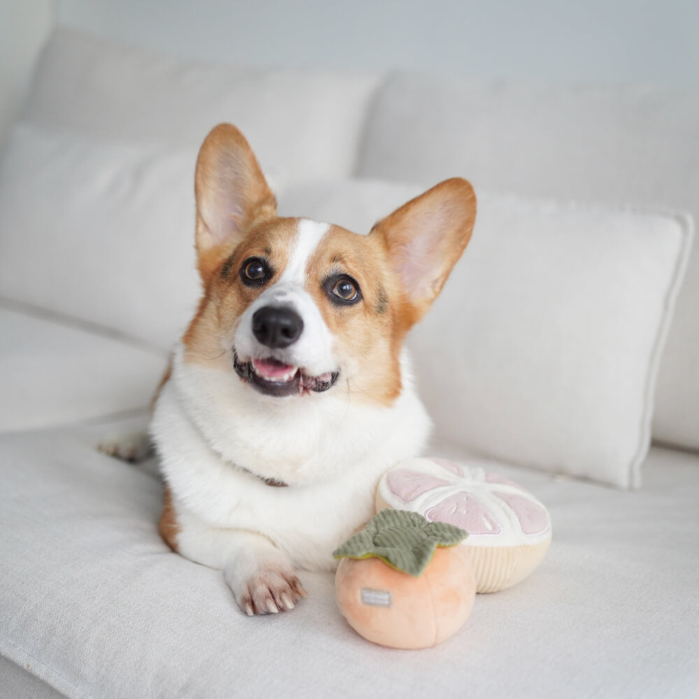 Lambwolf Persimmon Nosework Toy