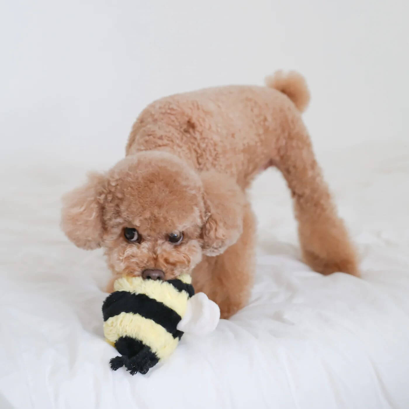 Lambwolf Bee POP Toy