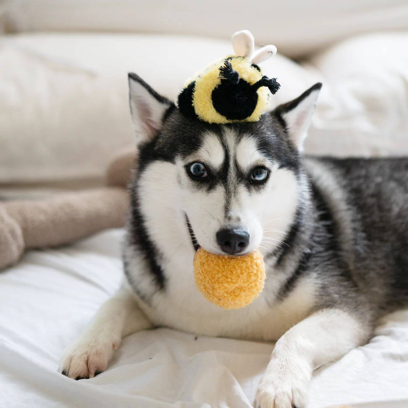 Lambwolf Bee POP Toy