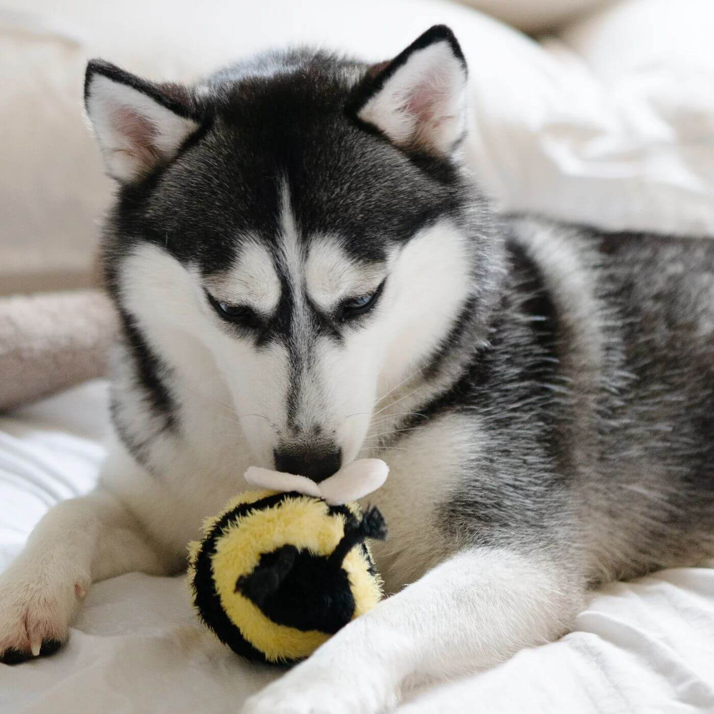 Lambwolf Bee POP Toy