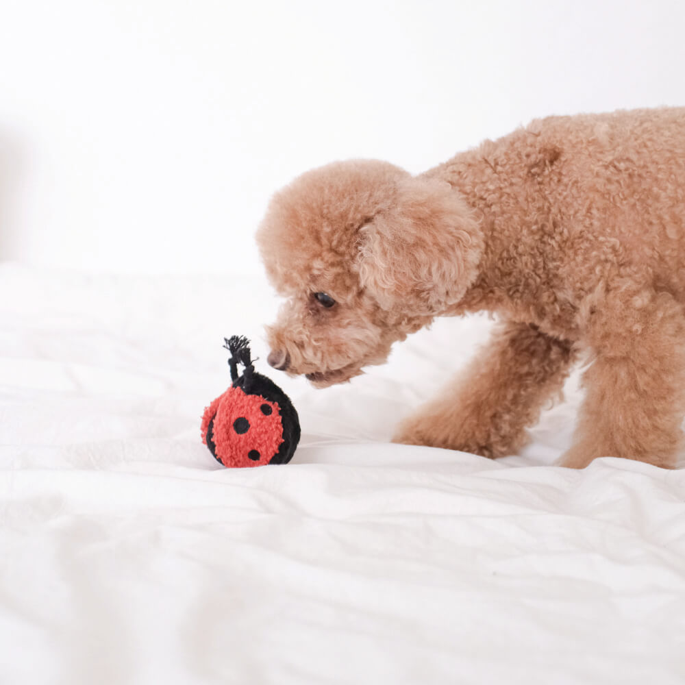 Lambwolf Petite Ladybug POP Toy
