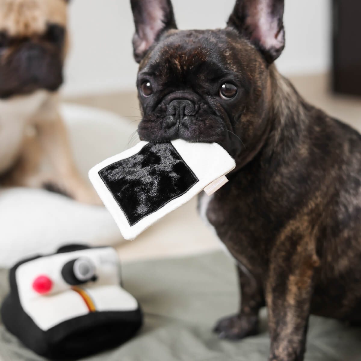 Lambwolf Instant Camera