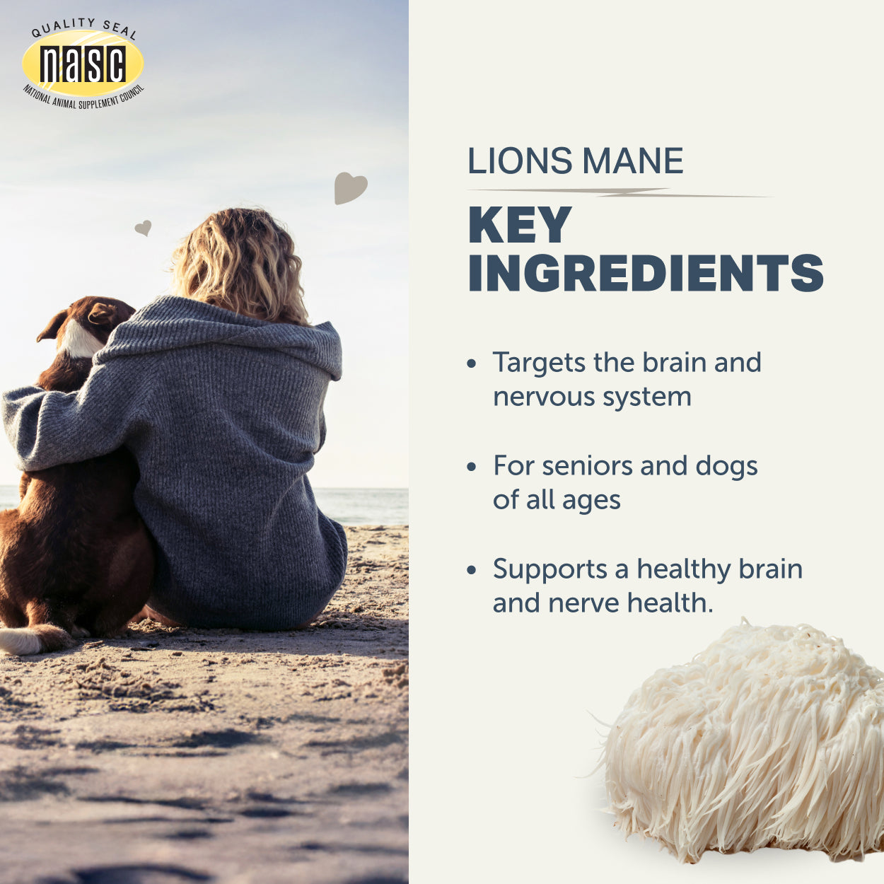 Four Leaf Rover Lion's Mane Mushroom