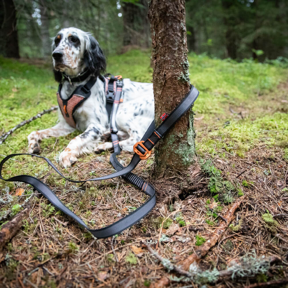 Non-stop dogwear Touring Bungee Adjustable Leash