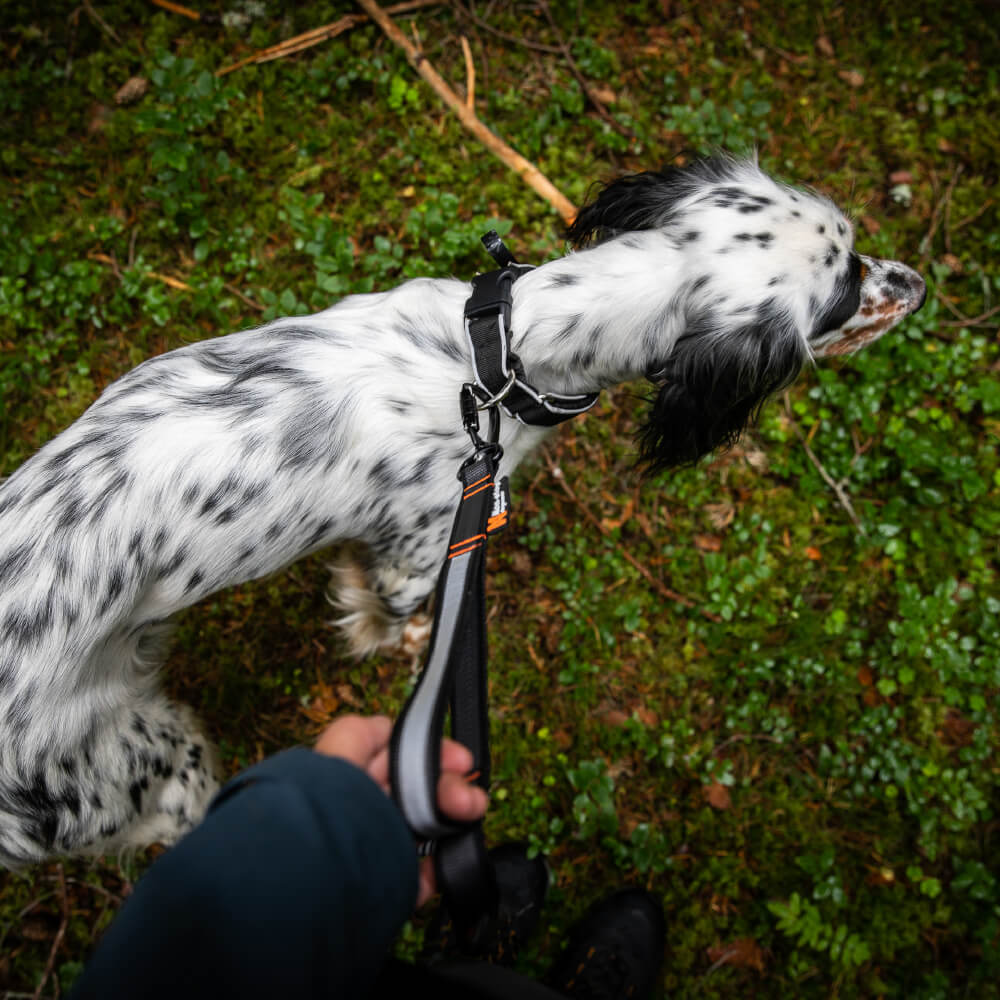 Non-stop dogwear Touring Bungee Adjustable Leash