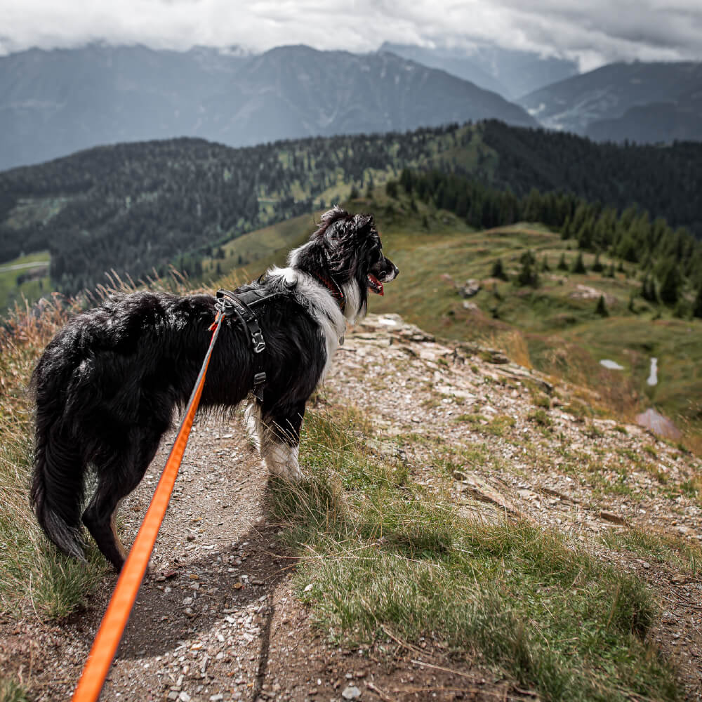 Non-stop dogwear Line Harness Grip