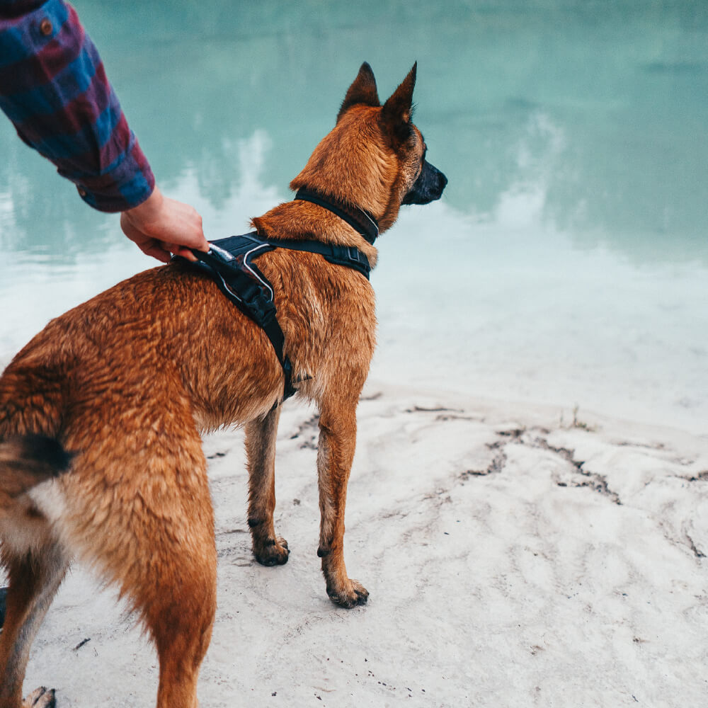 Non-stop dogwear Rock Harness