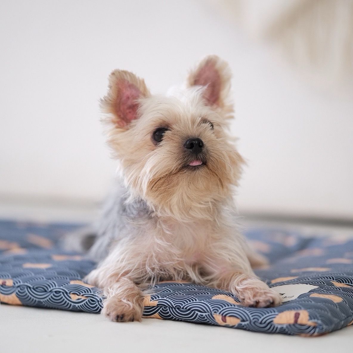 Ohpopdog Cooling Mat | Taiyaki