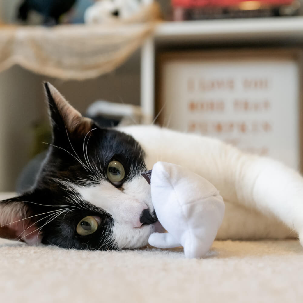 PLAY Feline Frenzy | Boo Crew