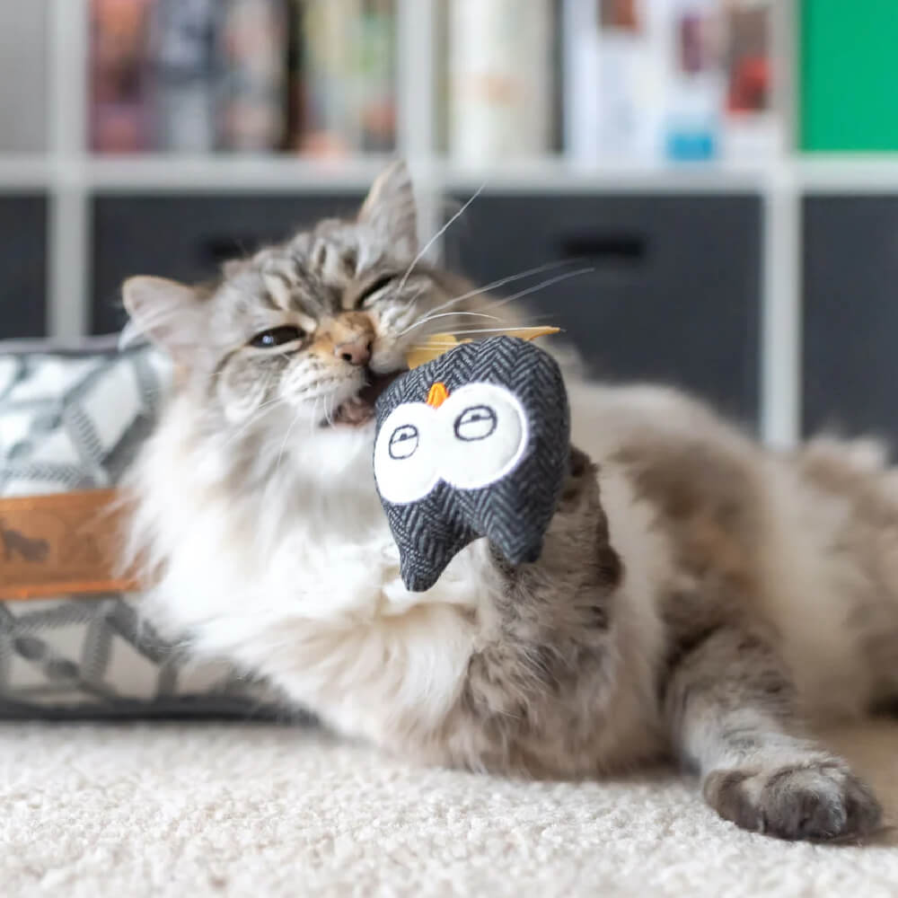 PLAY Feline Frenzy | Owls