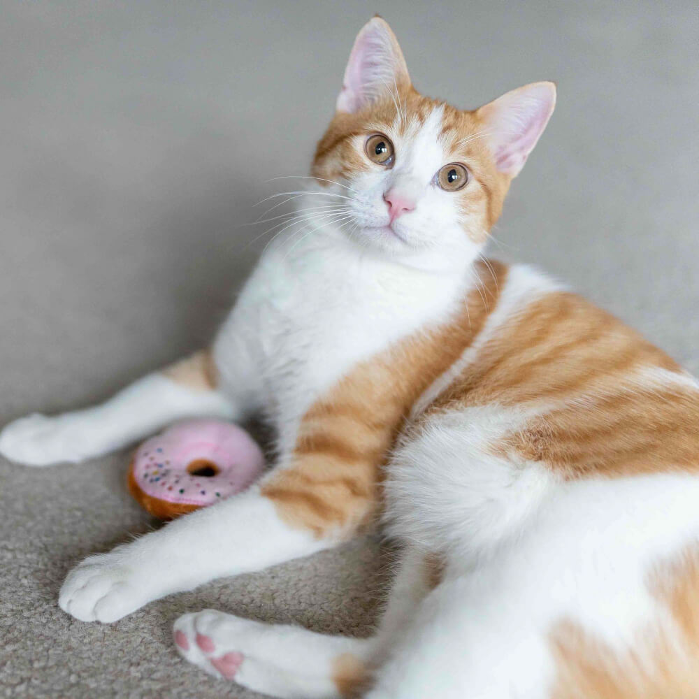 PLAY Feline Frenzy | Kitty Kreme Doughnuts