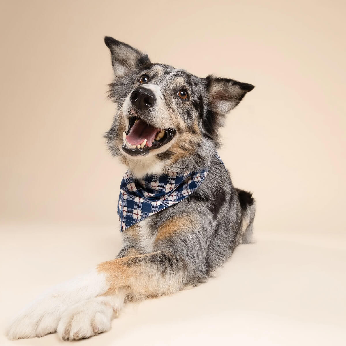 The Paws Bandana | Apres Plaid