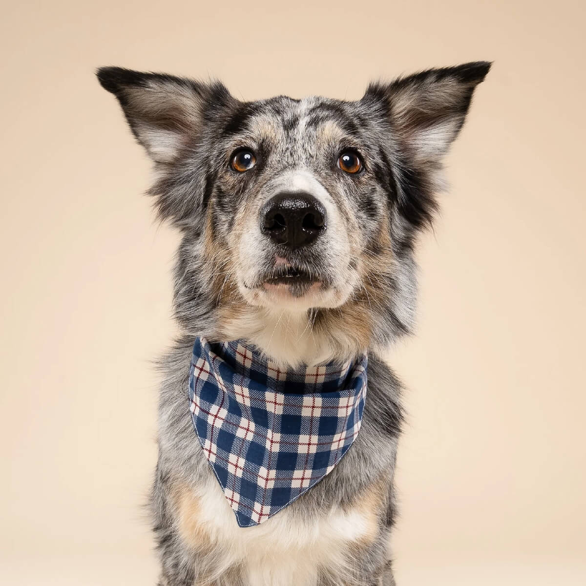 The Paws Bandana | Apres Plaid