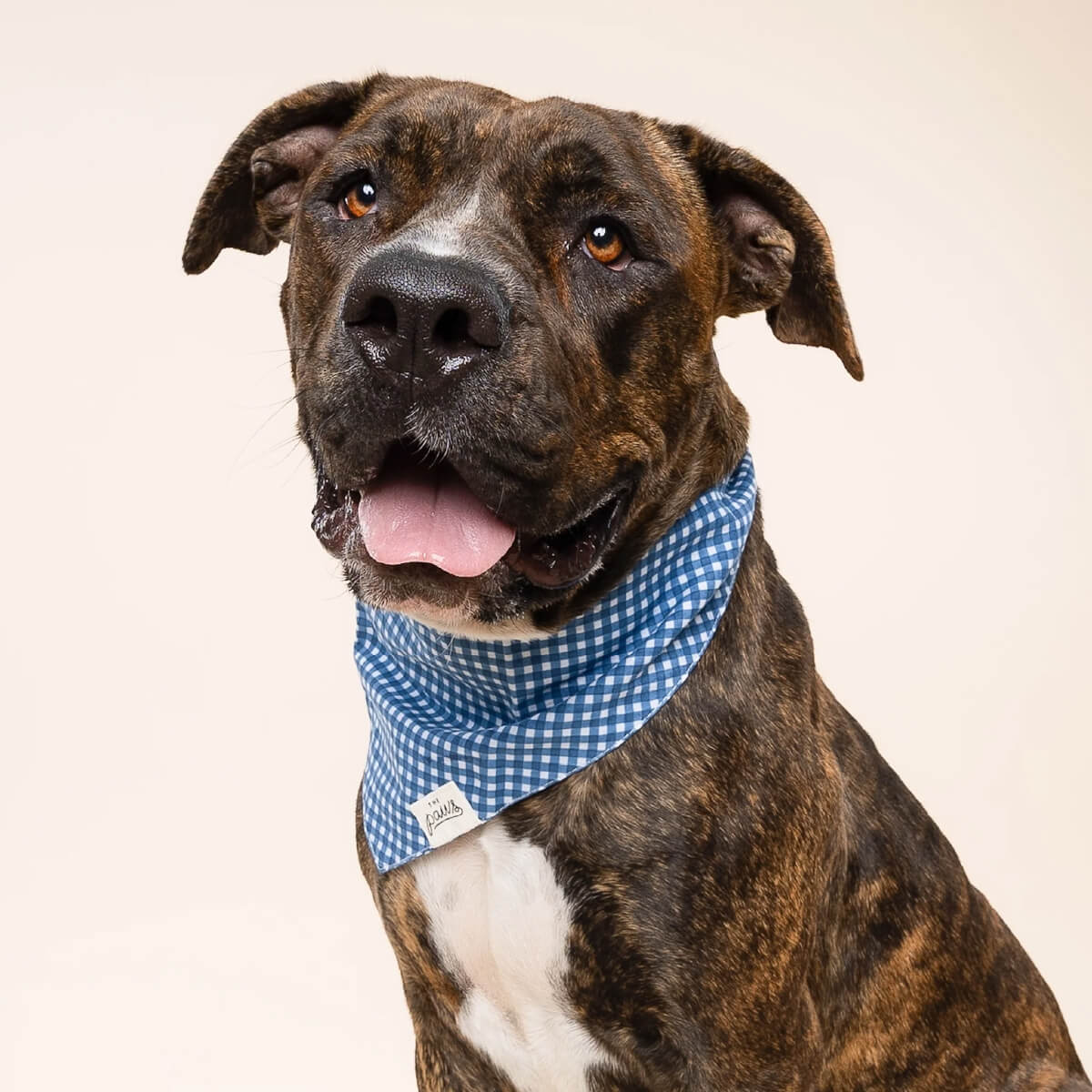 The Paws Bandana | Blue Gingham