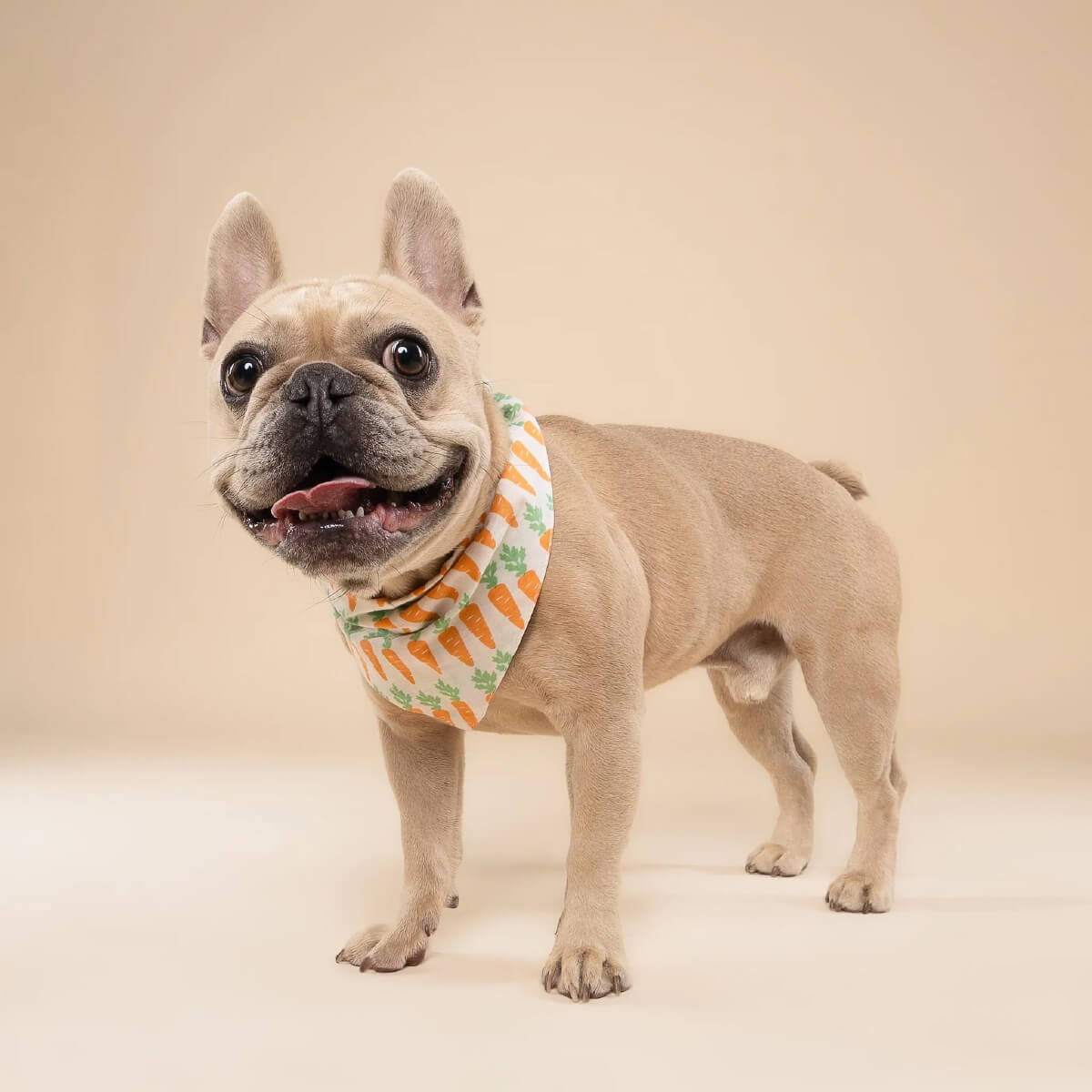 The Paws Bandana | Crunch