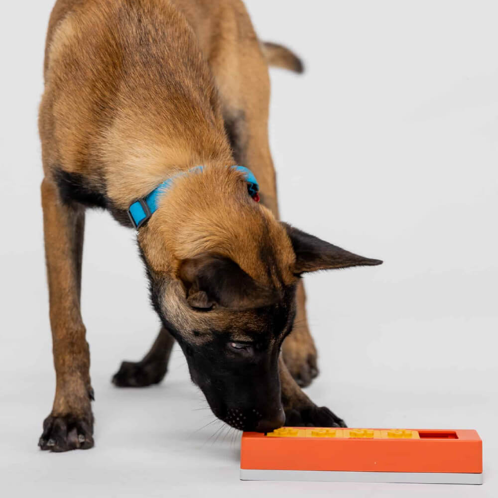 Pawzler Modular Dog Puzzle | Zhu