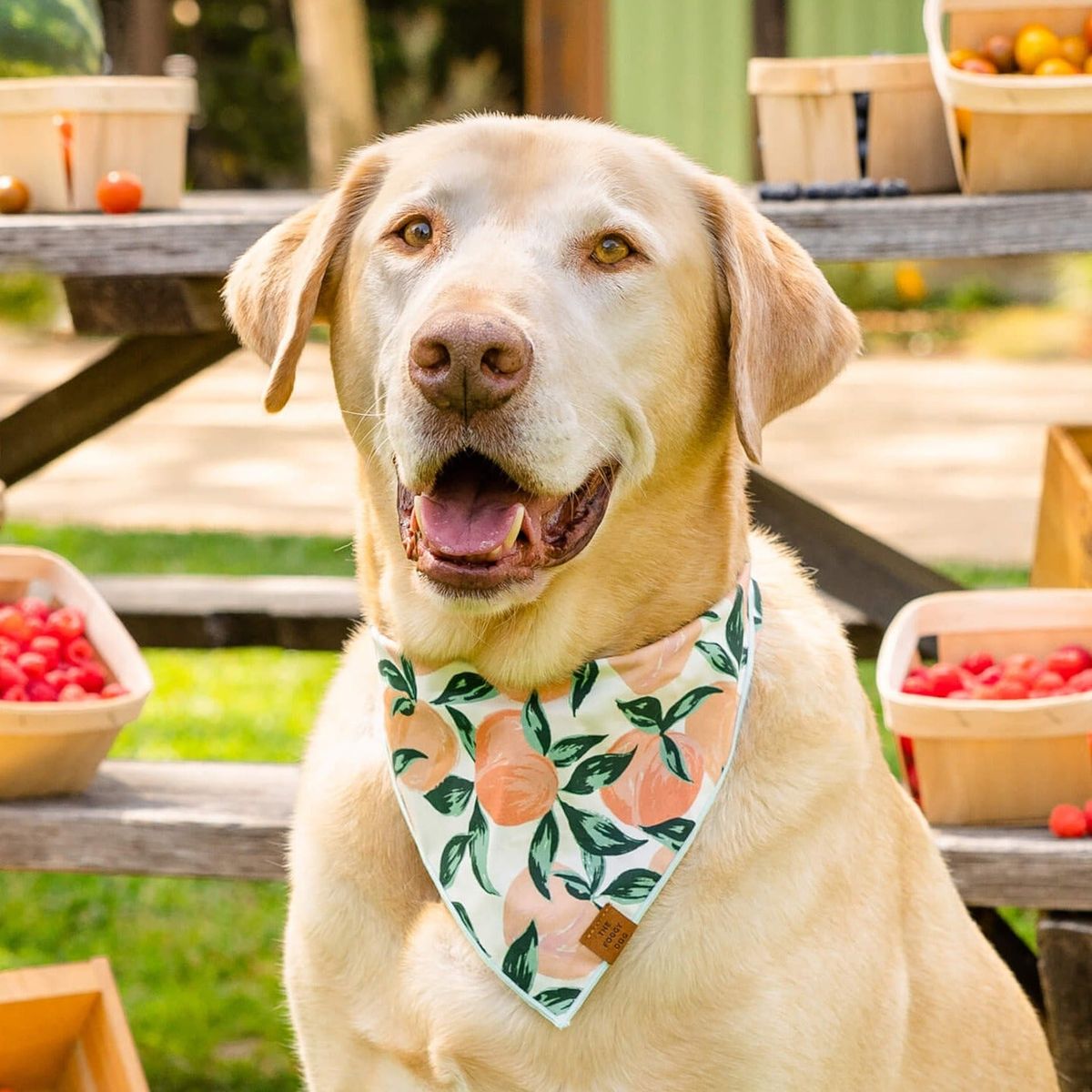 The Foggy Dog Peaches & Cream Bandana