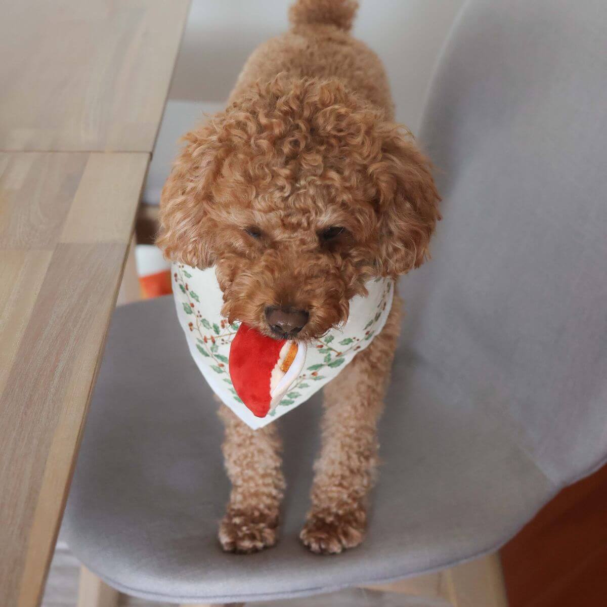 A poodle stealing a slice of the Pups and Bubs Apple Pie Nosework Toy.