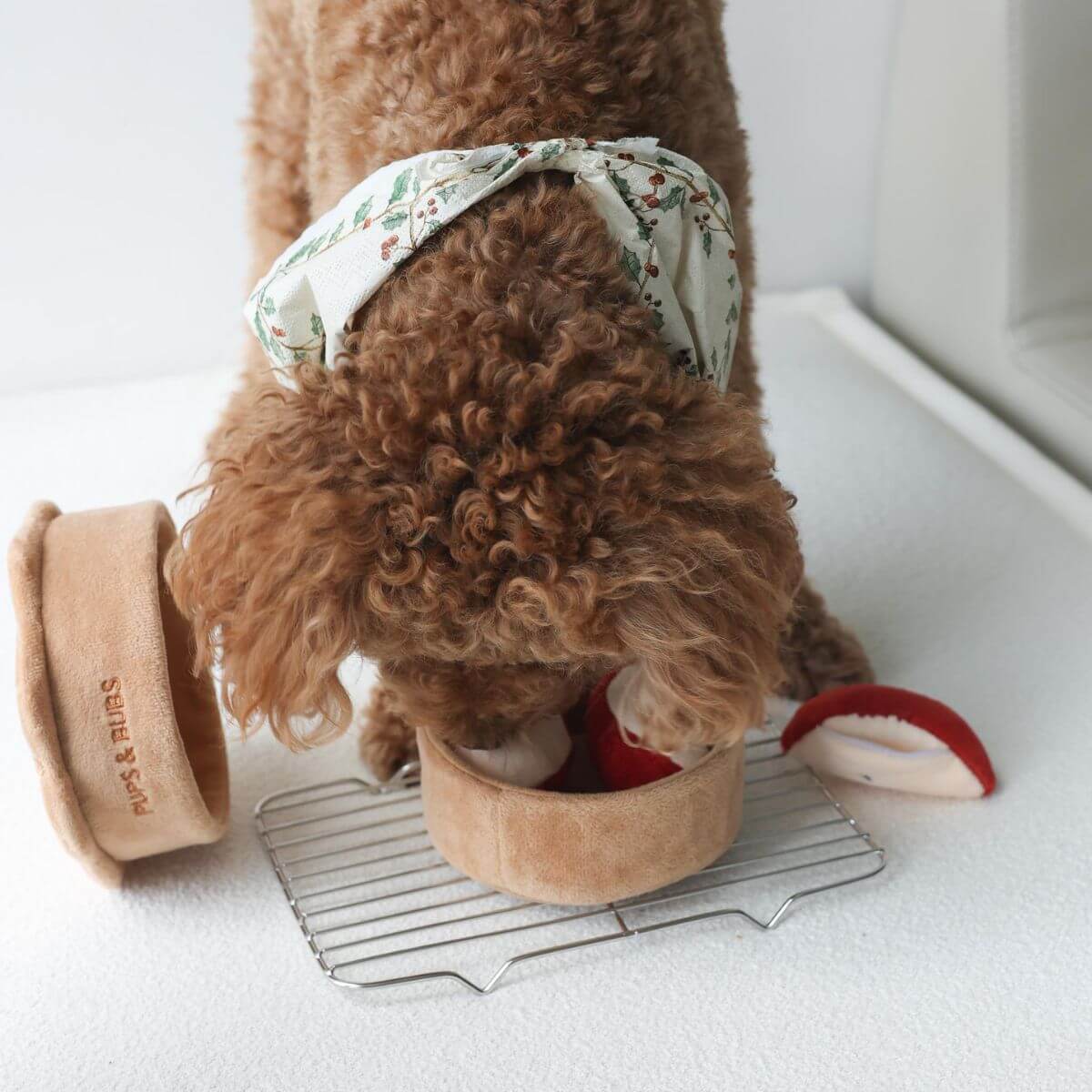 A poodle playing with Pups and Bubs Apple Pie Nosework Toy.