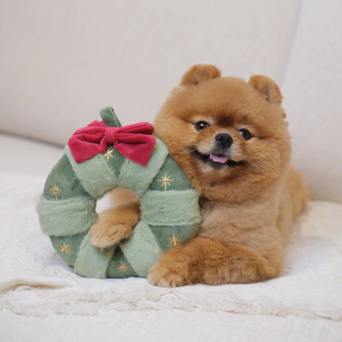 A pomeranian posing with the Pups & Bubs Festive Wreath Nosework Toy.