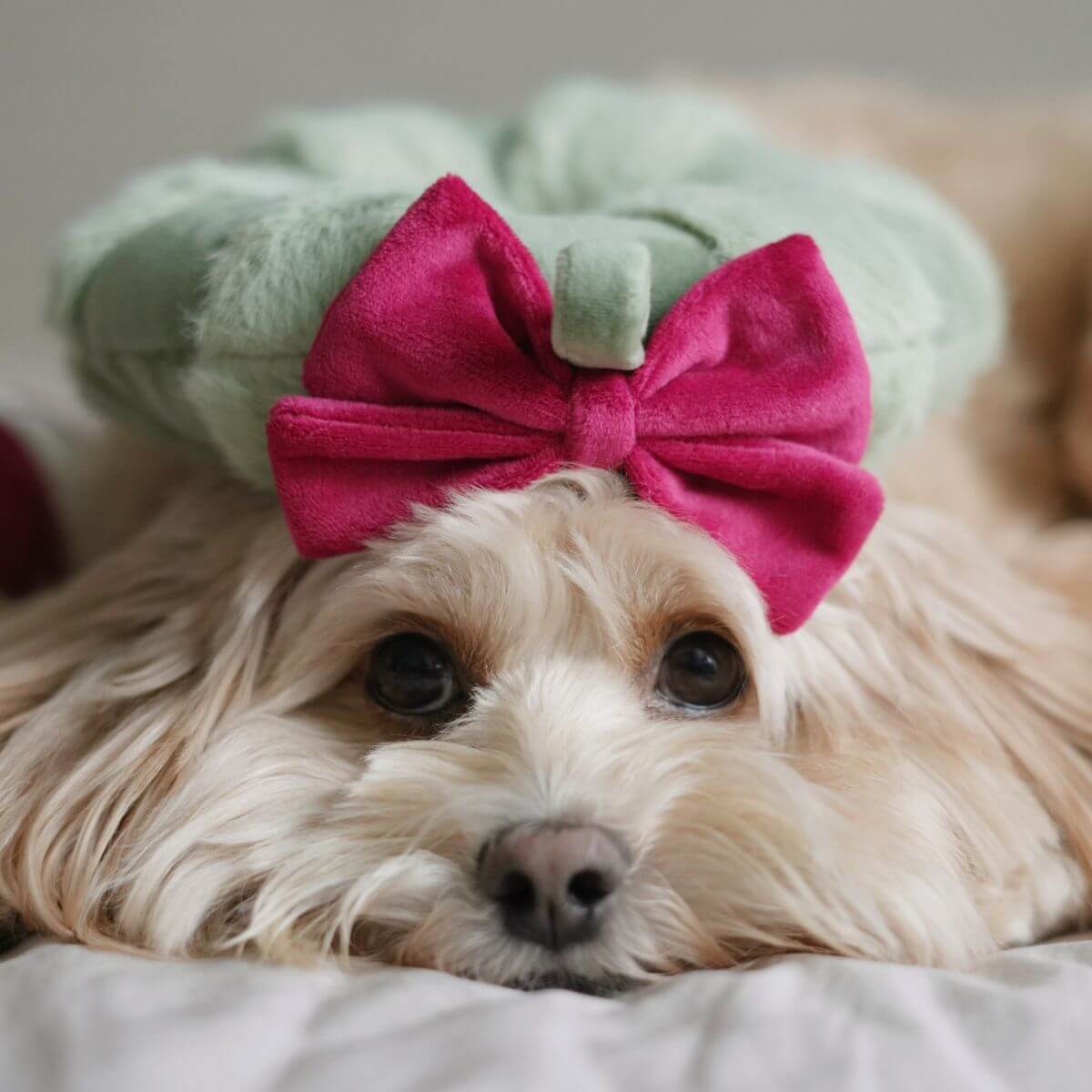 A maltese with the Pups & Bubs Festive Wreath Nosework Toy on its head.