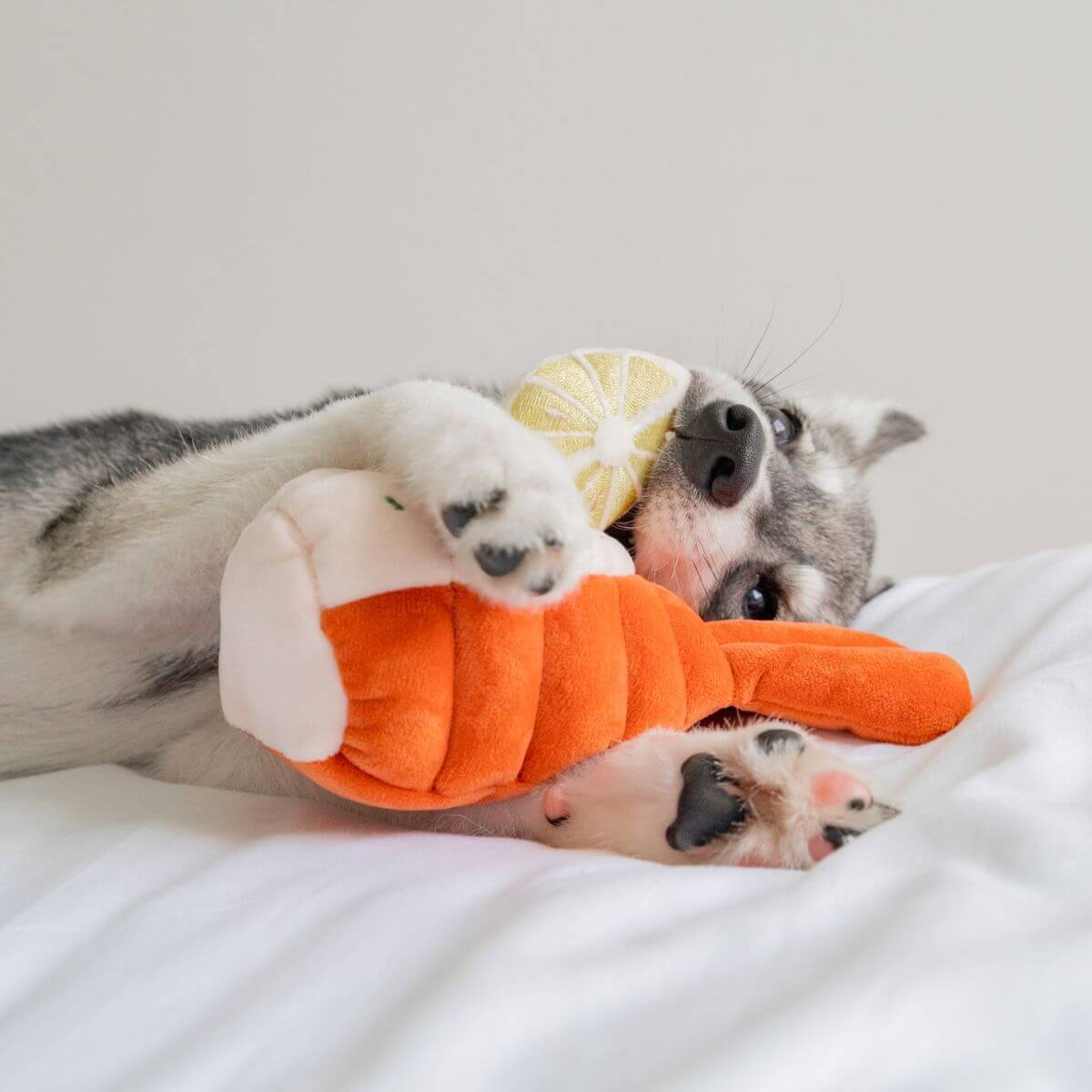A pomsky with the Pups and Bubs Grilled Lobster Nosework Toy.