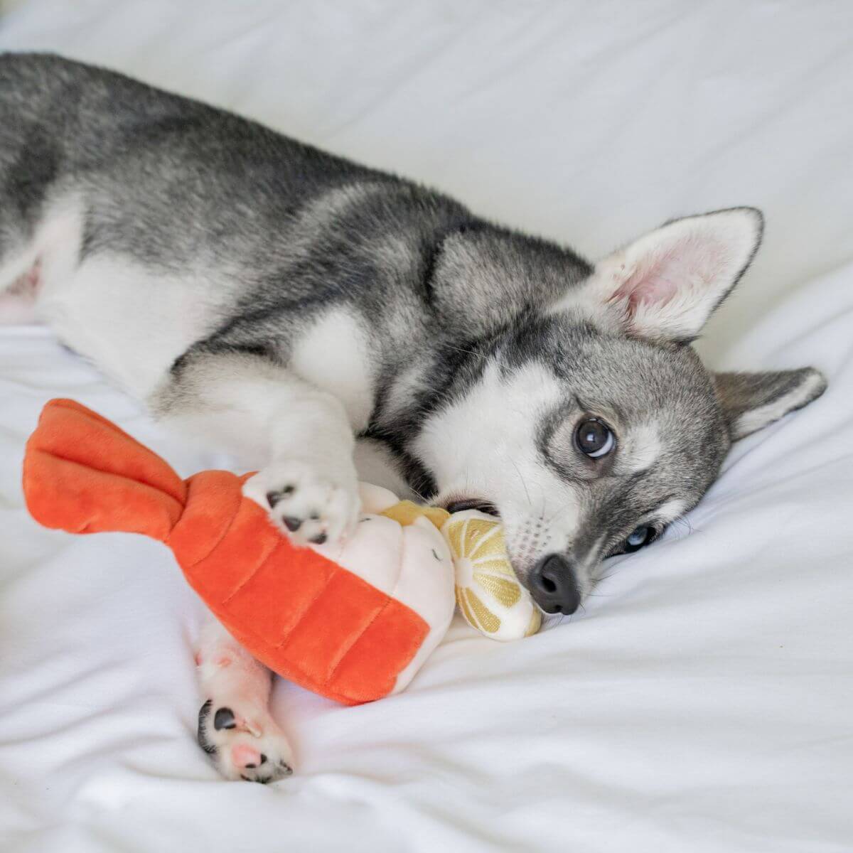 A pomsky with the Pups and Bubs Grilled Lobster Nosework Toy.