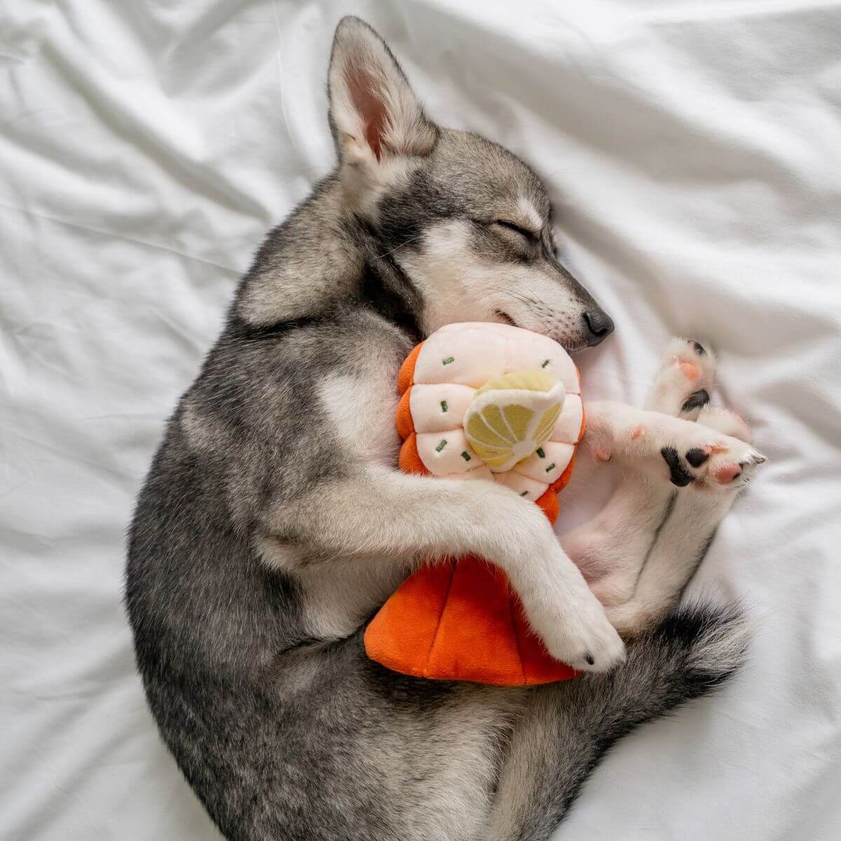 A pomsky napping with the Pups and Bubs Grilled Lobster Nosework Toy.