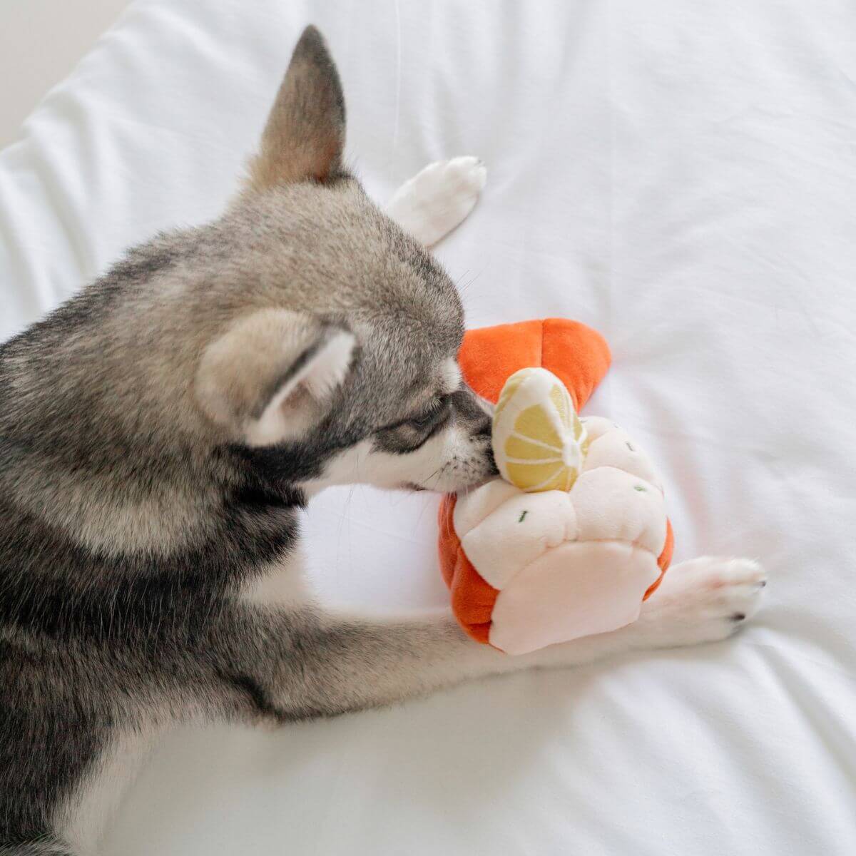 A pomsky with the Pups and Bubs Grilled Lobster Nosework Toy.