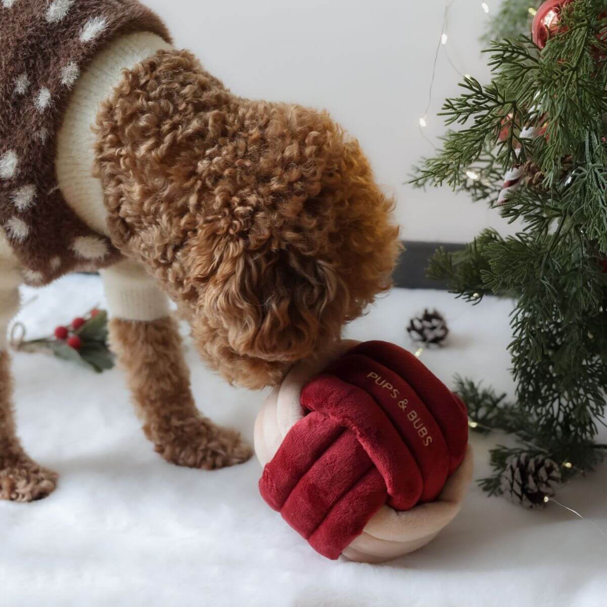 A poodle playing with the Pups and Bubs Jingle Know Nosework Toy.