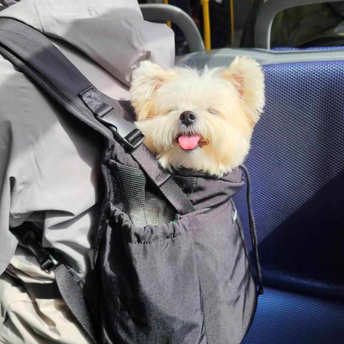 Pups and Bubs Let's Adventure Backpack in Black with a dog in it.