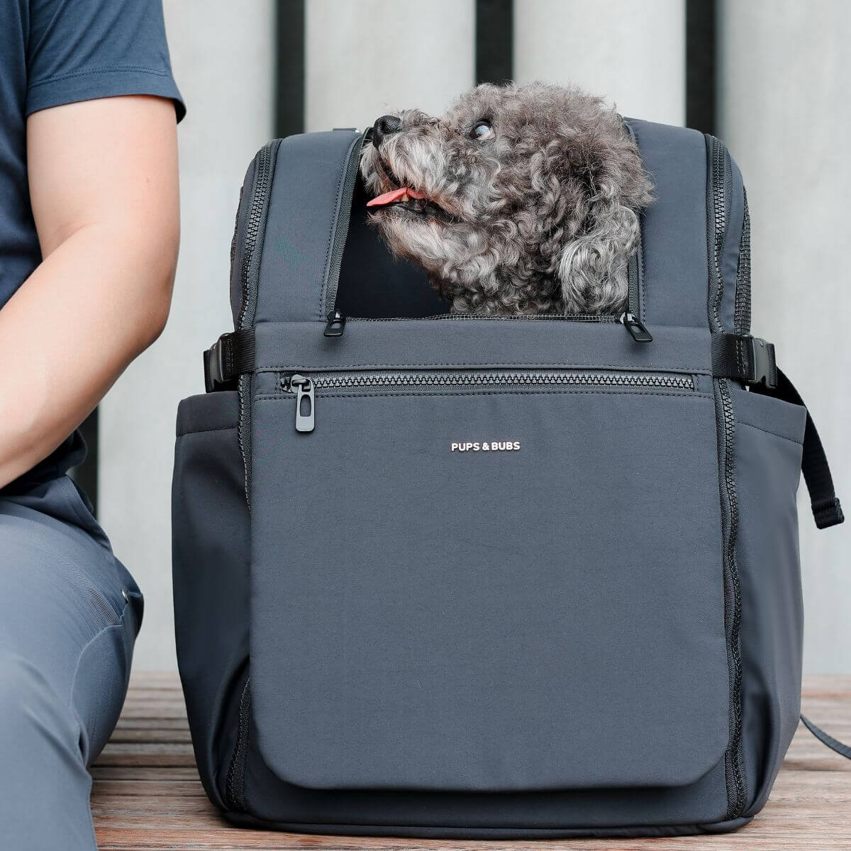 A poodle in the Pups and Bubs Travelers Backpack in Black.
