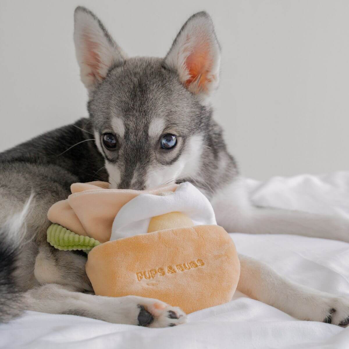 A pomsky with the Pups and Bubs Pita Pocket in its mouth.