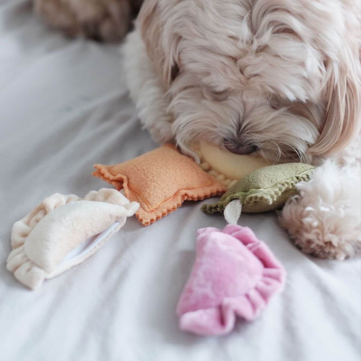 A dog munching on the Pups and Bubs Ravioli Nosework Toy.