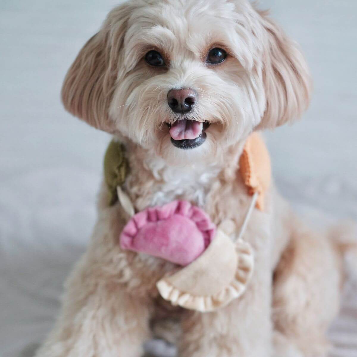A dog with the Pups and Bubs Ravioli Nosework Toy hung around its neck like a necklace.
