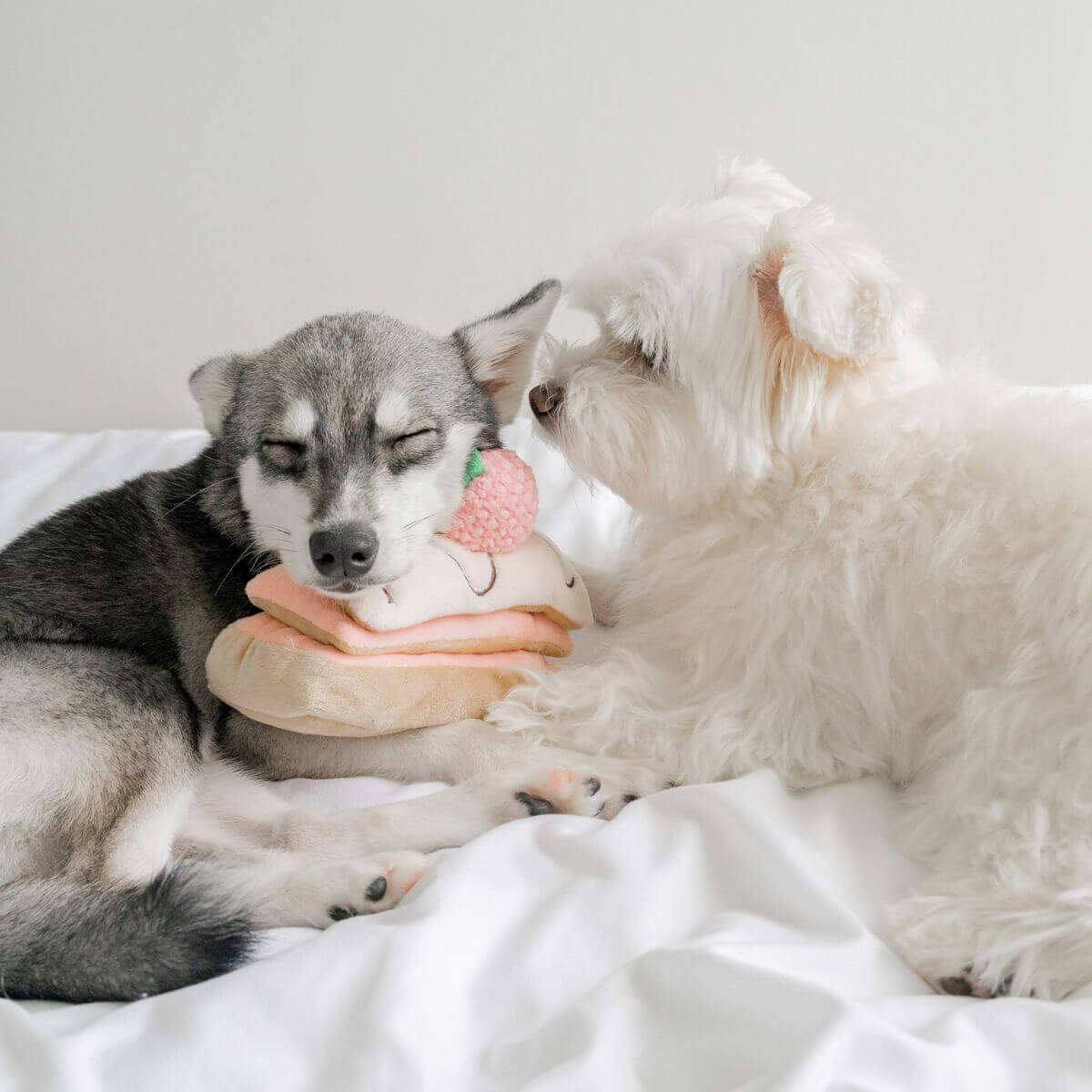 A pomsky and white dog resting on the A pomsky with its head resting atop the Pups and Bubs Strawberry Mille-Feuille Nosework Toy on a bed.