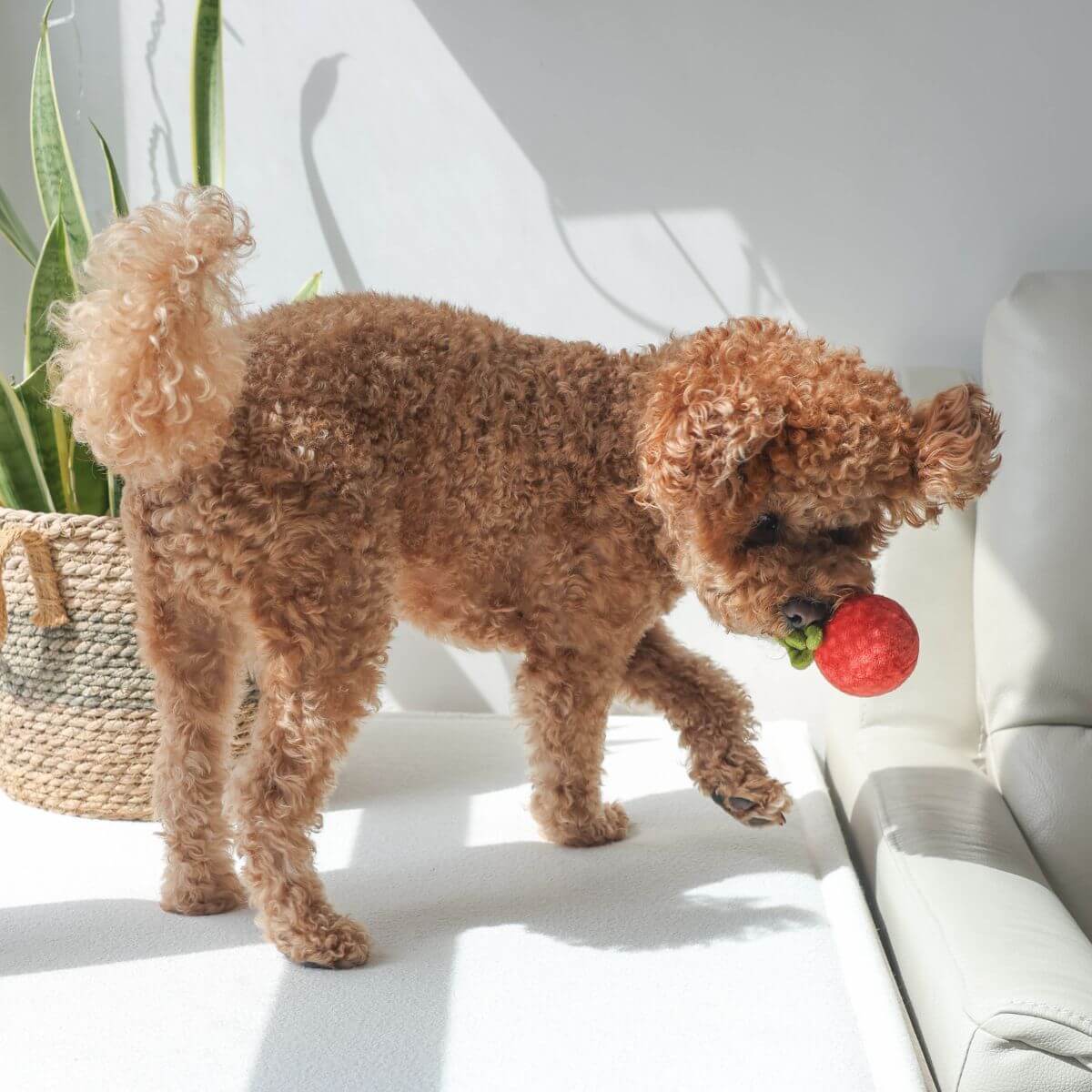 A poodle flinging the tomato ball from the Pups and Bubs Tomato Soup Nosework Toy.