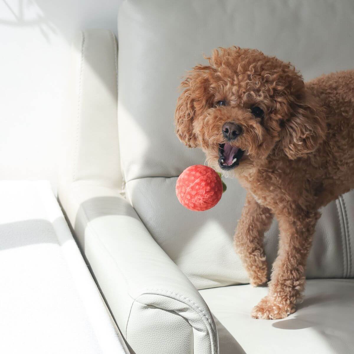 A poodle catching the Pups and Bubs Tomato Soup Nosework Toy in mid-air.
