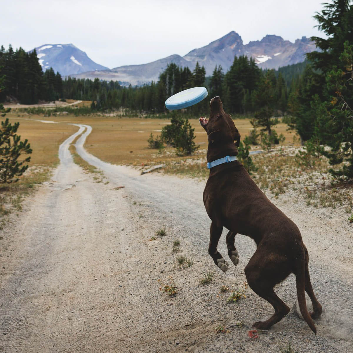 Ruffwear Camp Flyer™ Lightweight Flying Disc