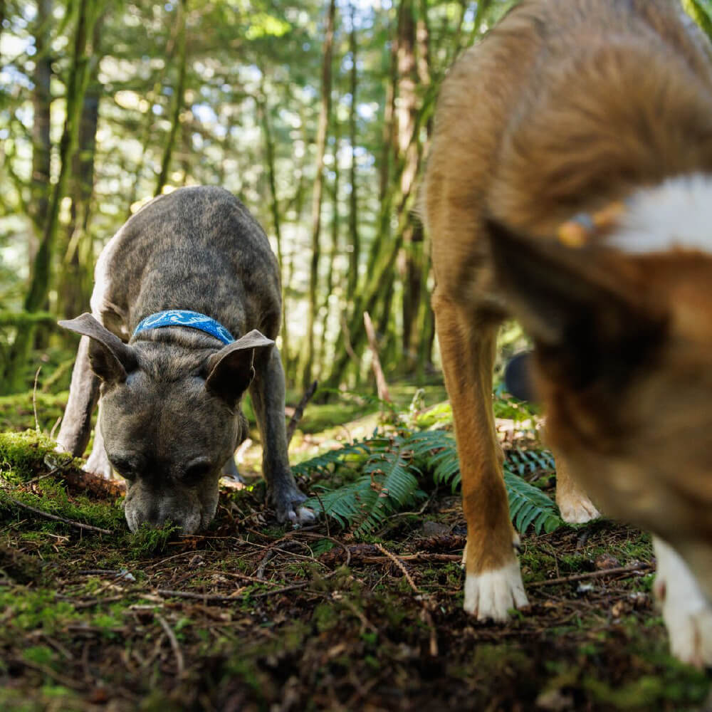 Ruffwear Crag™ Reflective Dog Collar