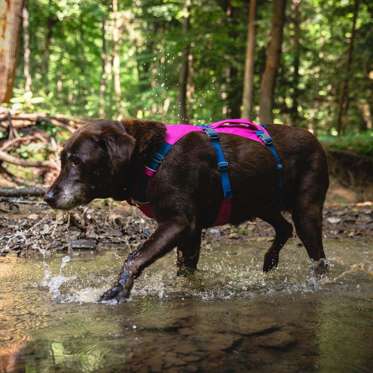 Ruffwear Flagline™ Lightweight Dog Harness with Handle