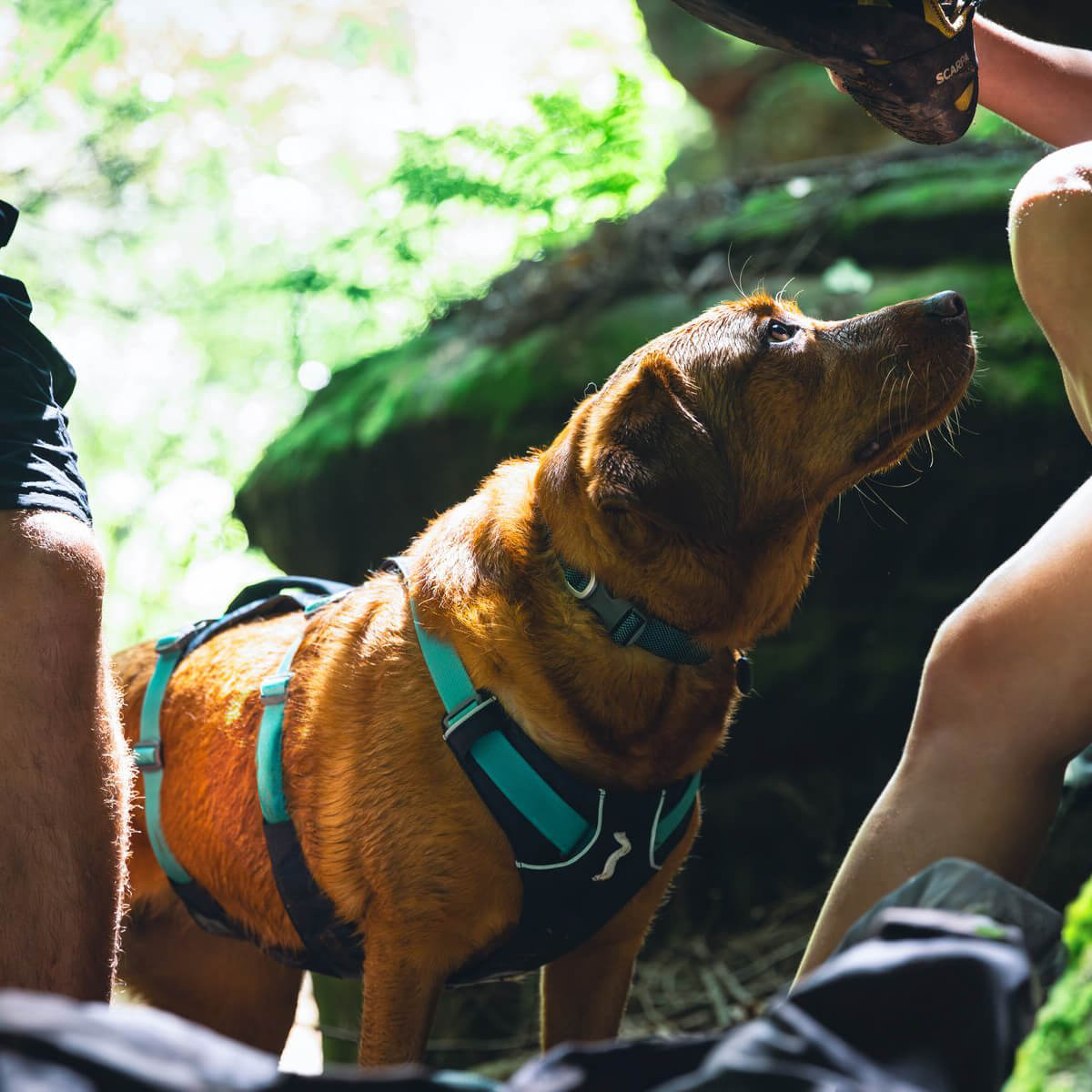 Ruffwear Flagline™ Lightweight Dog Harness with Handle