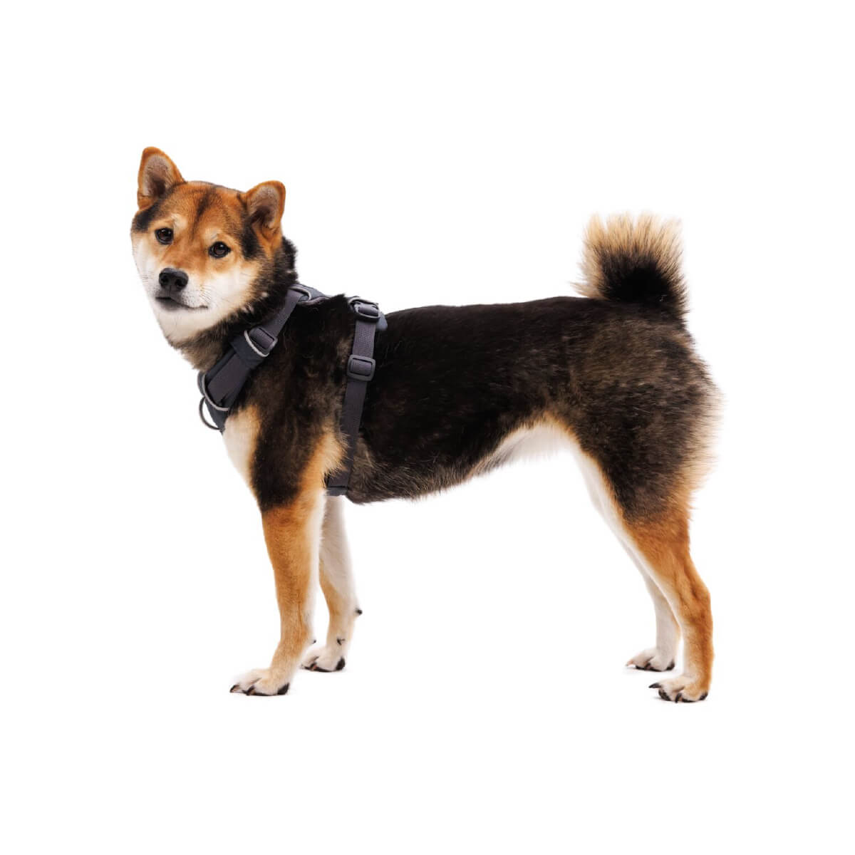 Ruffwear Front Range® Dog Harness