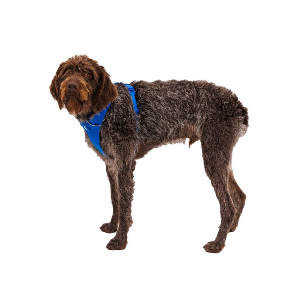 Ruffwear Front Range® Dog Harness
