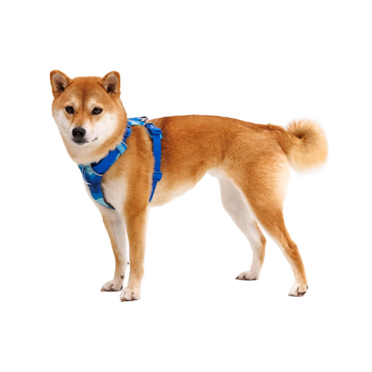 Ruffwear Front Range® Dog Harness