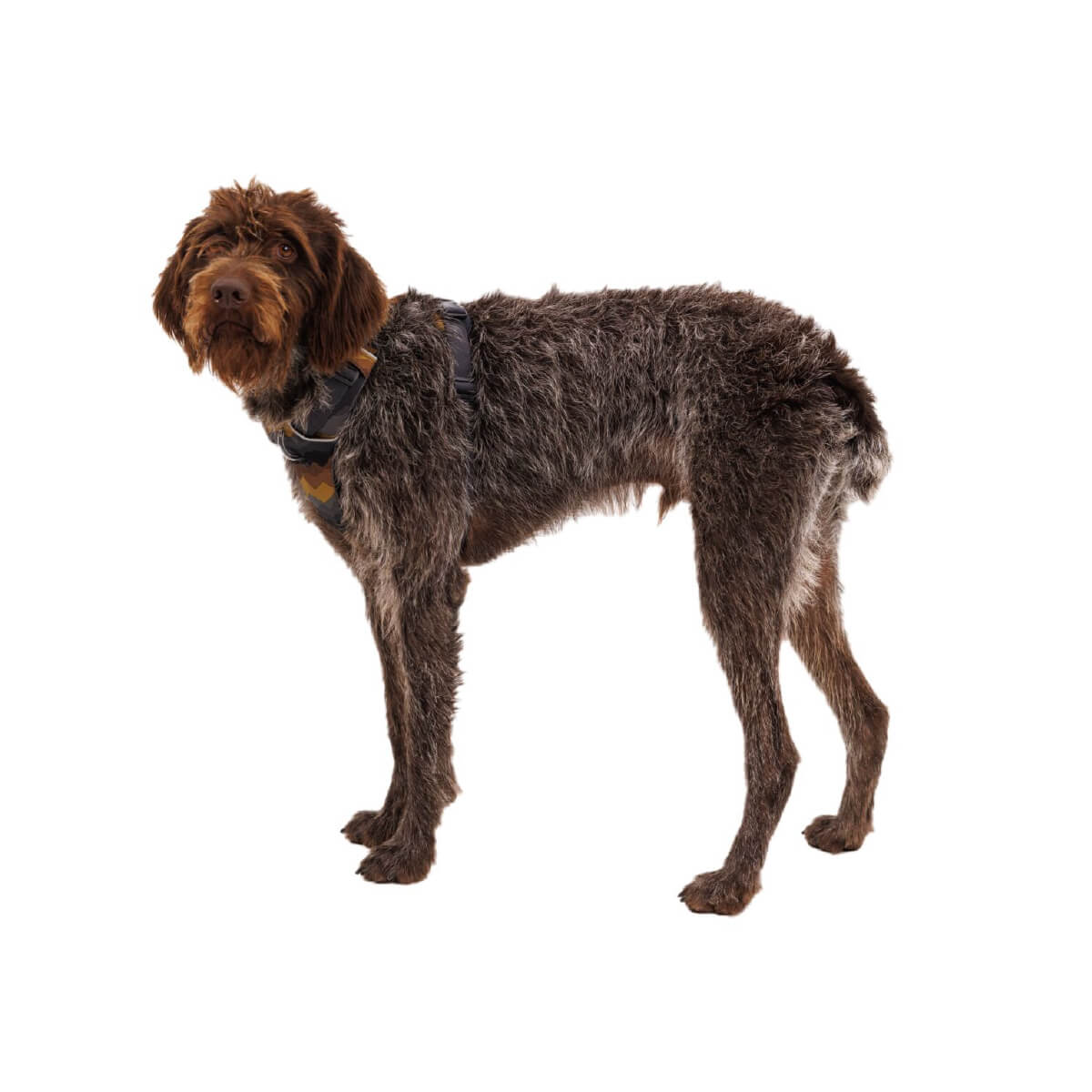 Ruffwear Front Range® Dog Harness