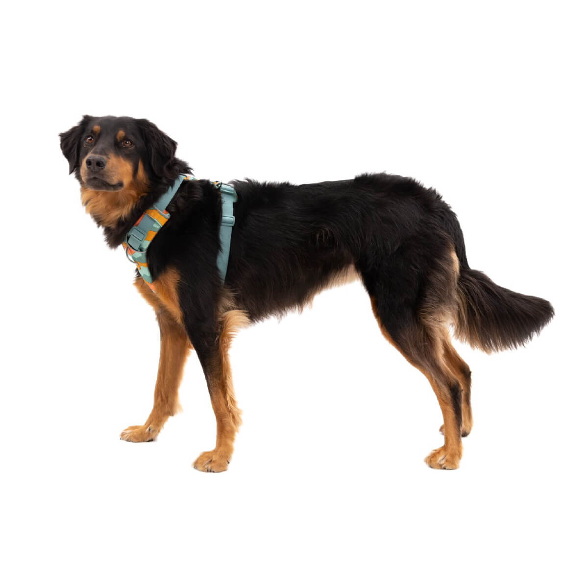 Ruffwear Front Range® No-Pull Everyday Dog Harness