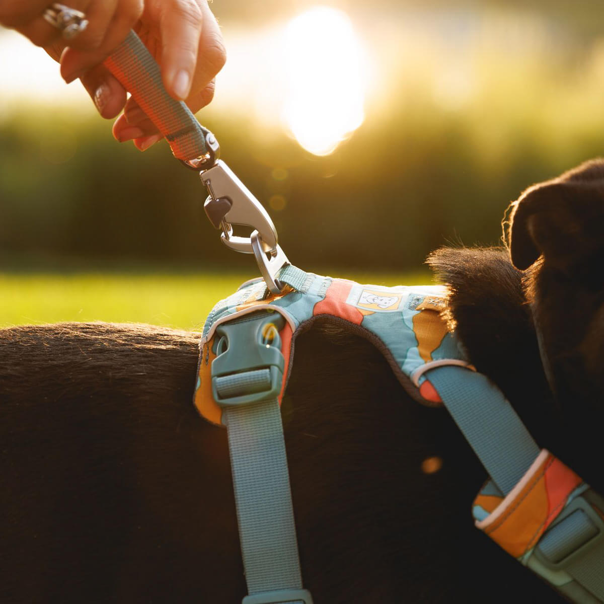 Ruffwear Front Range® Dog Harness