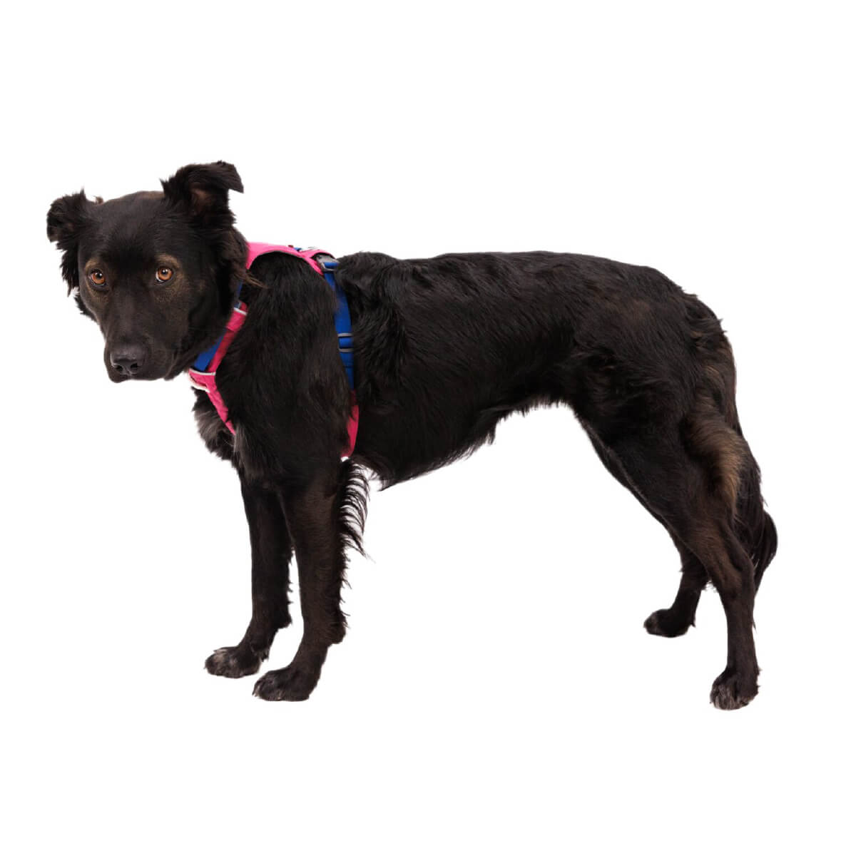 Ruffwear Hi & Light™ Lightweight Minimal No-Pull Dog Harness